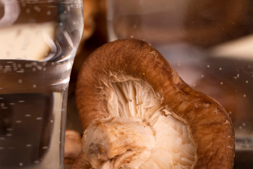 Gombák szerepe az inzulinrezisztencia kezelésében